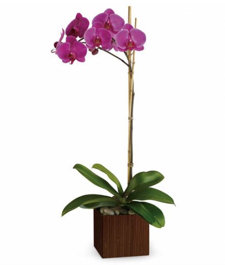 Potted orchid with magenta blooms in a wooden planter