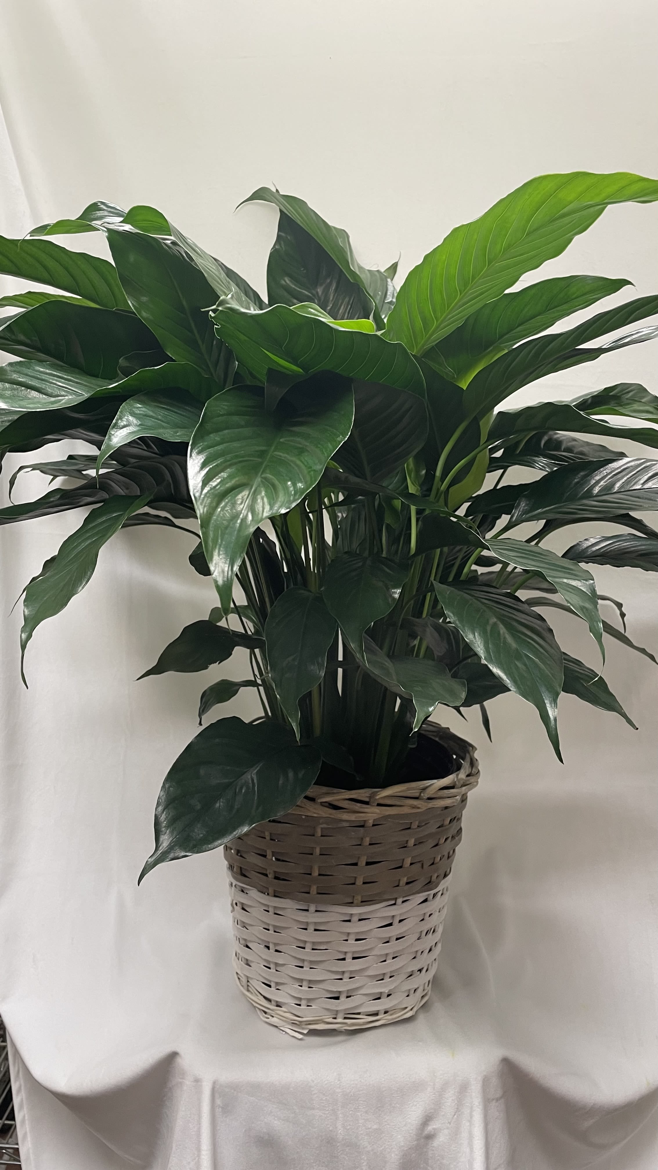 Tall leafy green potted plant in a two-tone woven basket on a draped surface