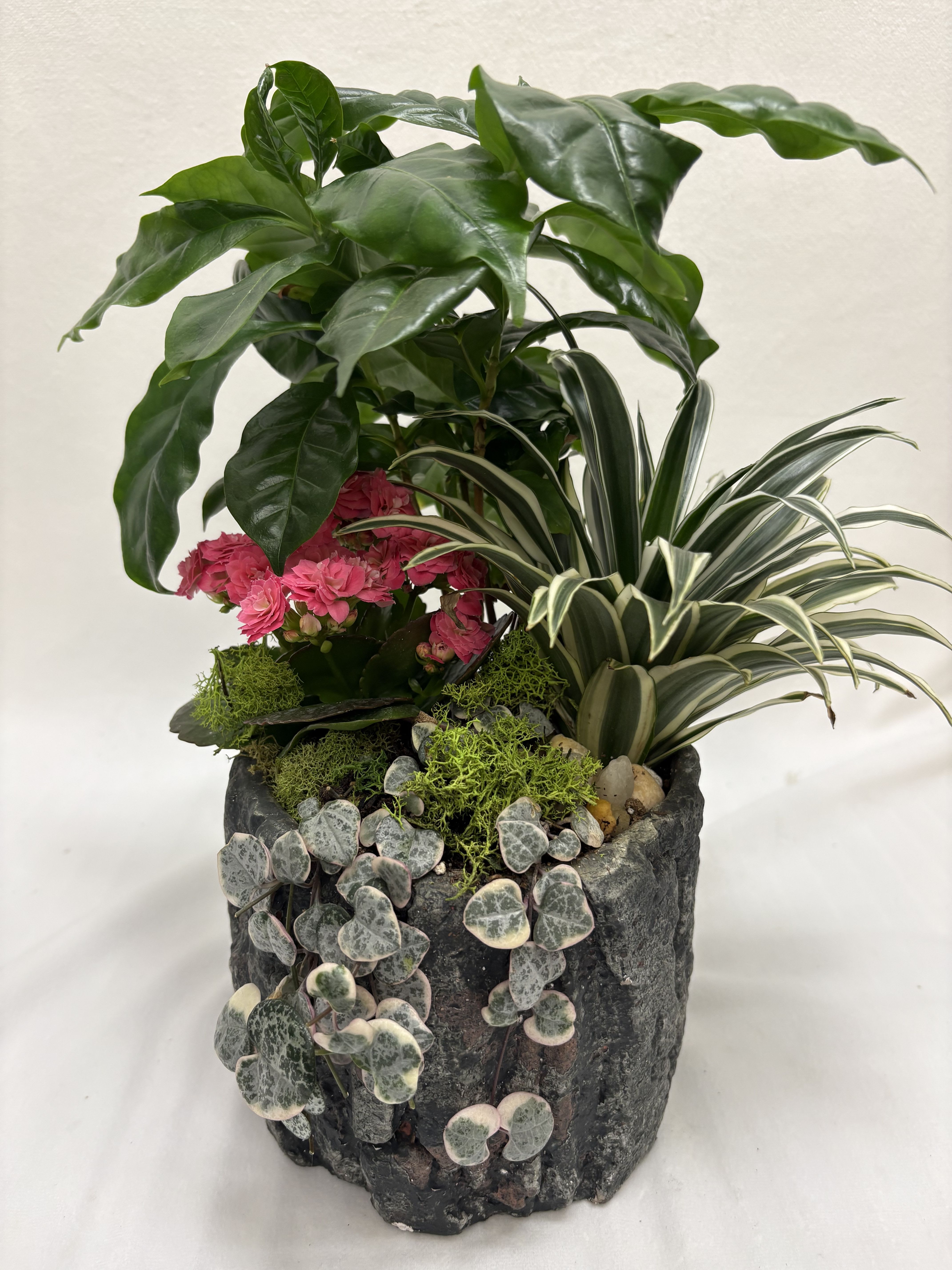 Organic -  Dense, layered foliage gives the arrangement a lush, textural look: dark green upright leaves, trailing variegated and heart-shaped leaves, and moss-like accents spill over a textured stone-look planter that anchors the composition. The mix of green, pink, white and mixed-color tones reads lively yet refined; because it's planted rather than a cut bouquet, the recipient enjoys both the flowers and the lasting greenery.  Give this to a friend who needs a cheery pick-me-up, someone settling into a new home, or to mark a casual anniversary - it's the kind of living gift that makes someone feel seen and cared for. The stone planter provides tabletop-ready height and instant display; water sparingly and keep in bright, light for best wear and easy care.