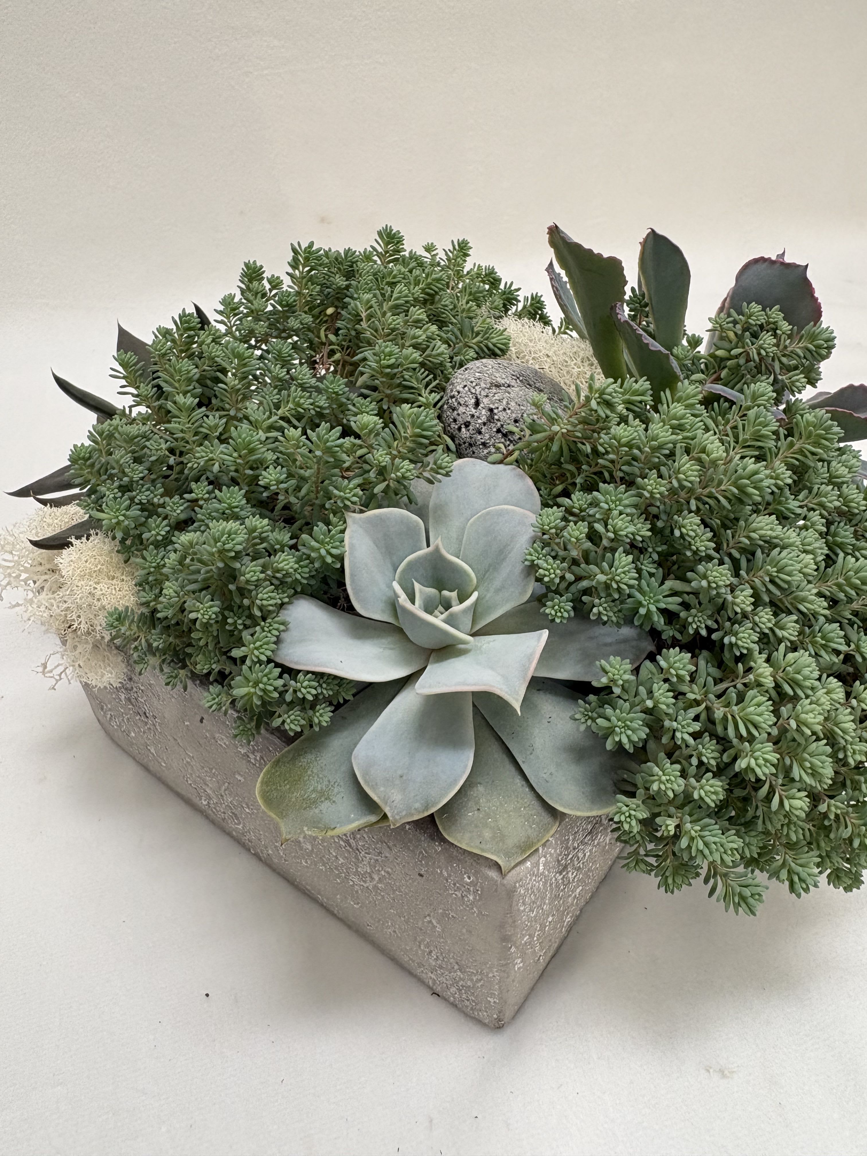 Succulent Garden - A sculptural cluster of succulents creates a modern, low-profile centerpiece perfect as a housewarming gift or everyday plant for a mantel or office. This succulent arrangement and planter combo reads clean and architectural-its pale blue-green rosette at the center, mounded green sedum, and a few darker upright accents give a calm, textured look that will make the person you're thinking of feel settled and cared for.  Arranged in a square concrete planter with decorative stone, the composition emphasizes shape and texture more than color, with soothing greens, white highlights, and a touch of blue. The low profile keeps it ideal for tabletops, shelves, or reception desks and requires very little maintenance compared with cut flowers.  A long-lasting, living gift, this arrangement suits a housewarming, new job, or "just because" moment when you want someone to feel seen. Care is minimal-bright, indirect light and infrequent watering-so the recipient can enjoy its architectural presence without fuss.