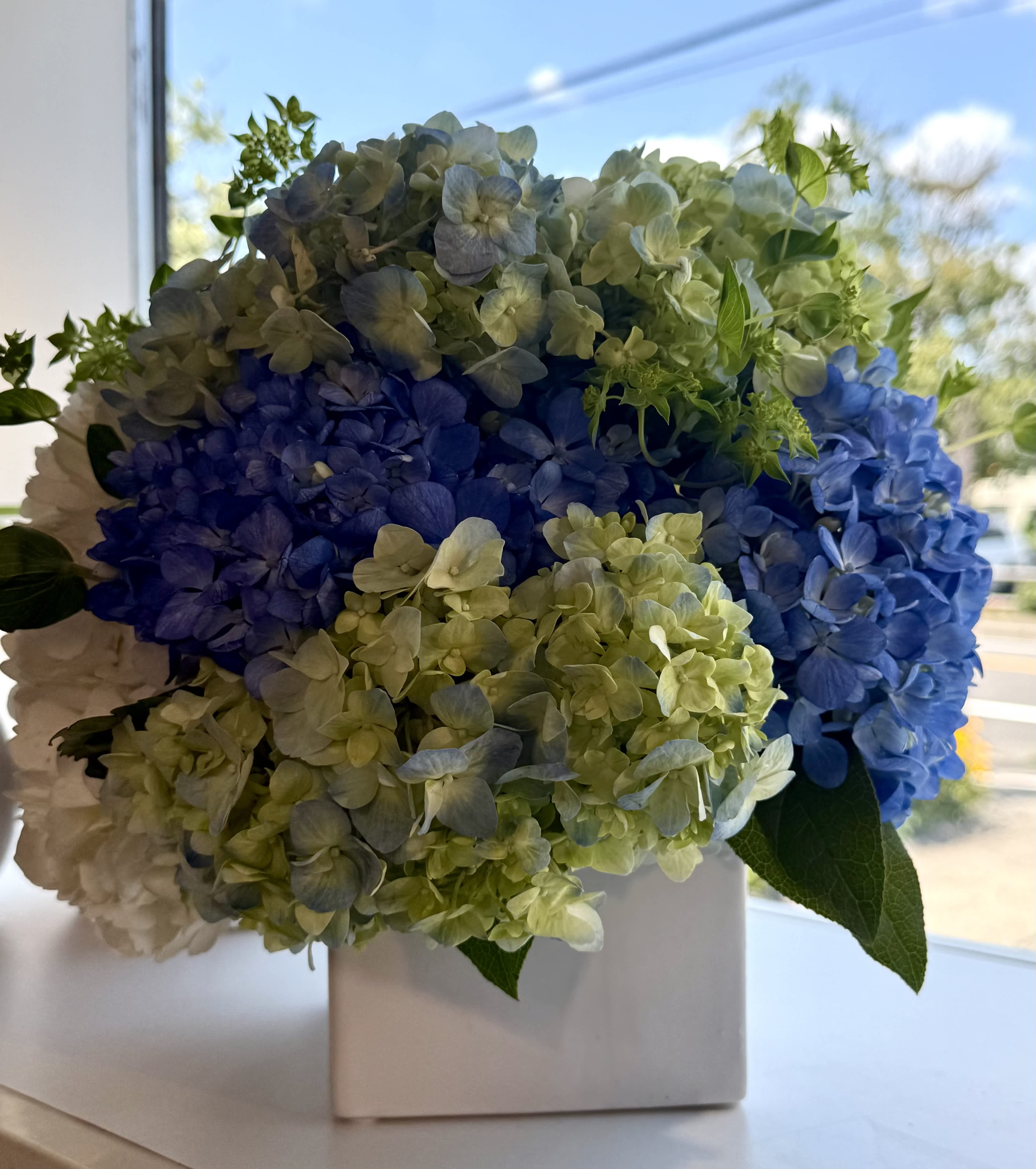 Blue and green hydrangeas arranged in a white square vase
