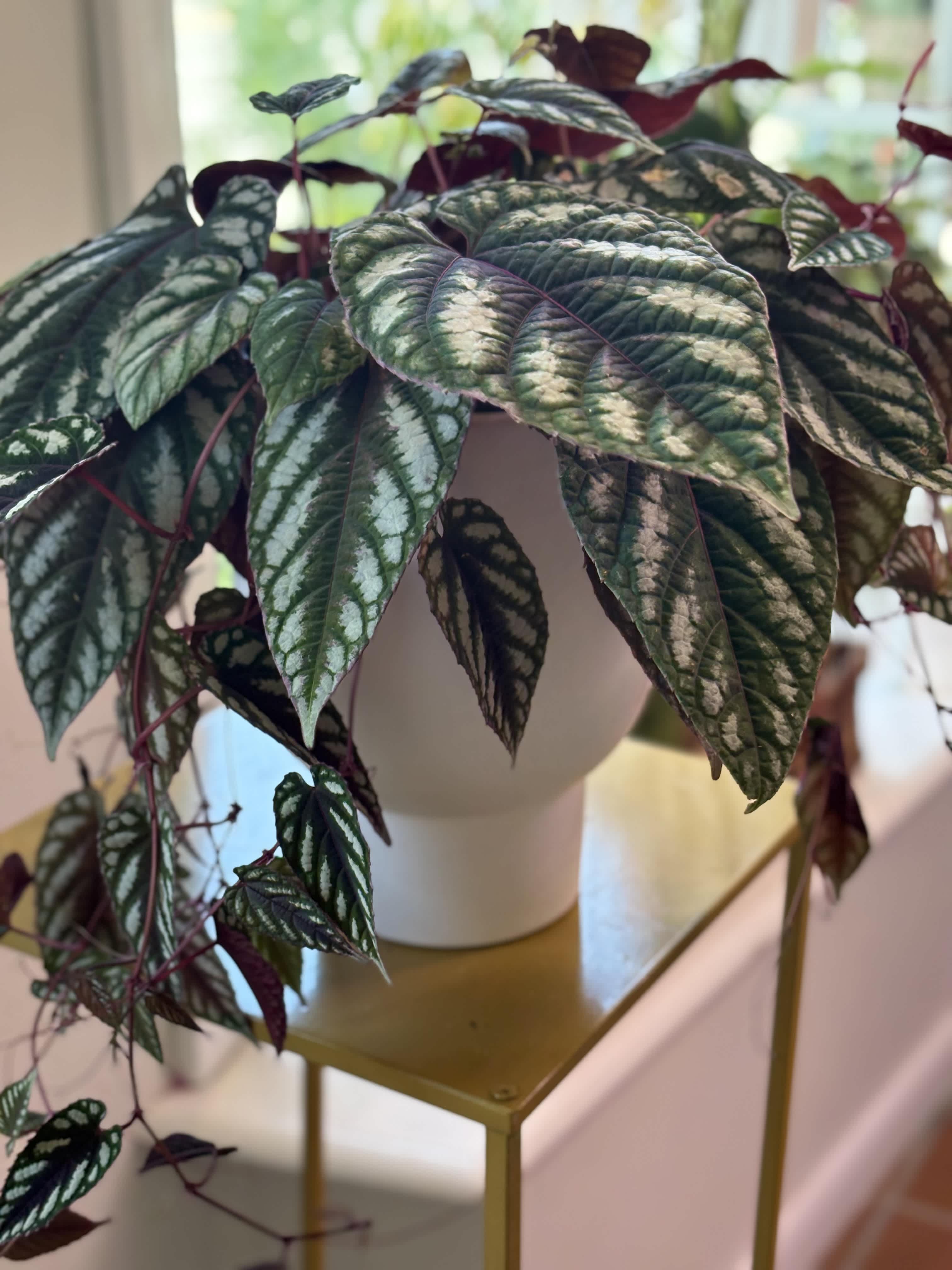 Potted plant with dark patterned leaves in a white container