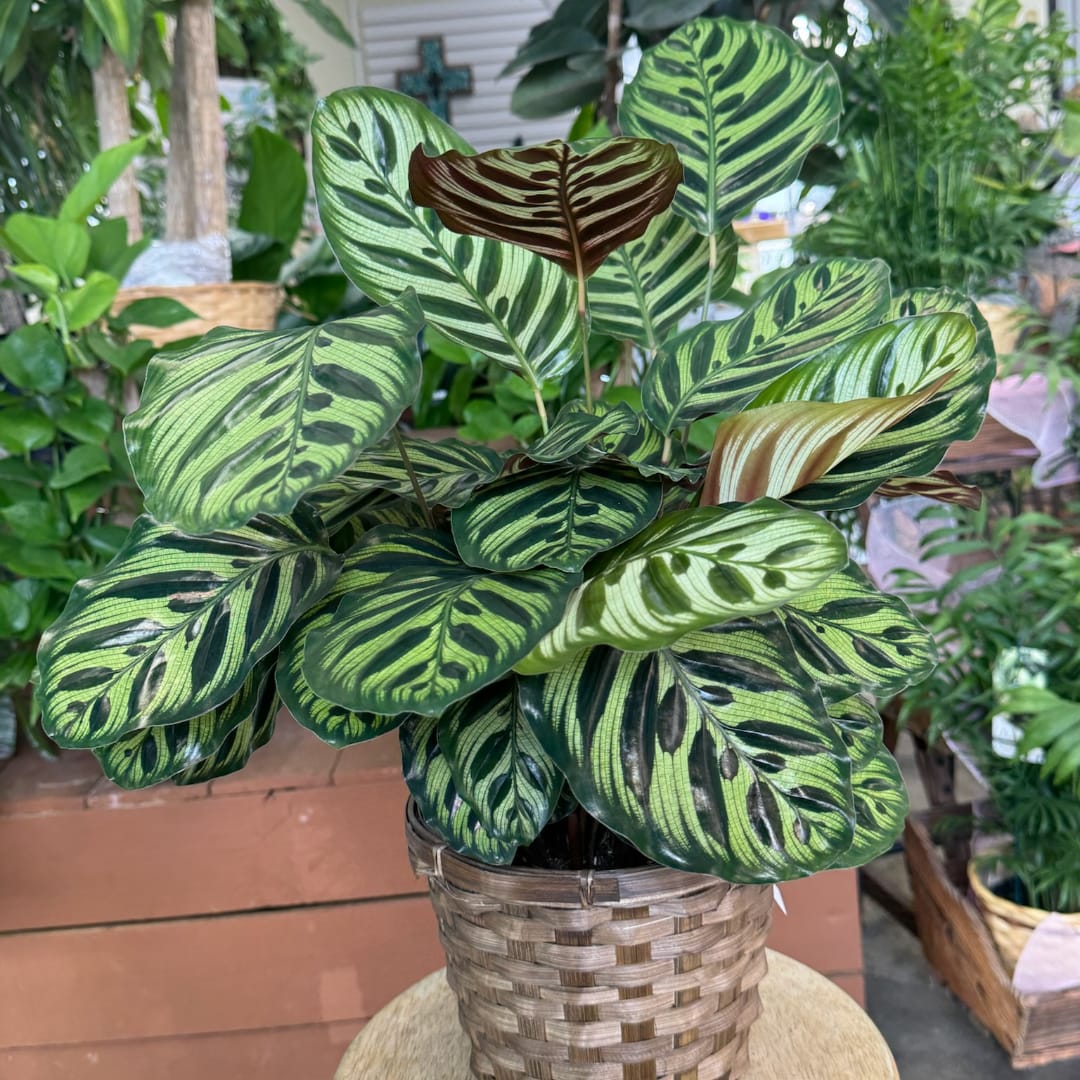 Potted calathea plant with striped green leaves in a woven basket