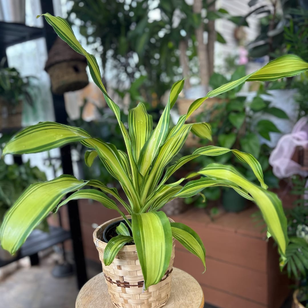 Variegated green houseplant in a woven basket pot