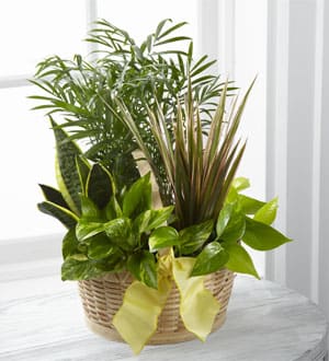 Basket of assorted green houseplants with a yellow ribbon