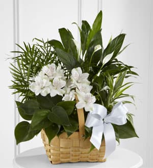 White flowers arranged in a wicker basket with a white ribbon