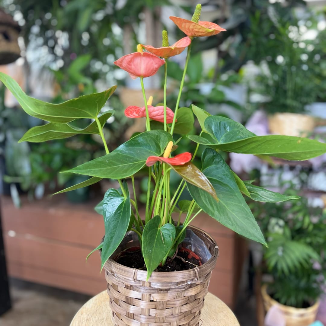 Potted anthurium plant with pink and coral blooms in a woven basket