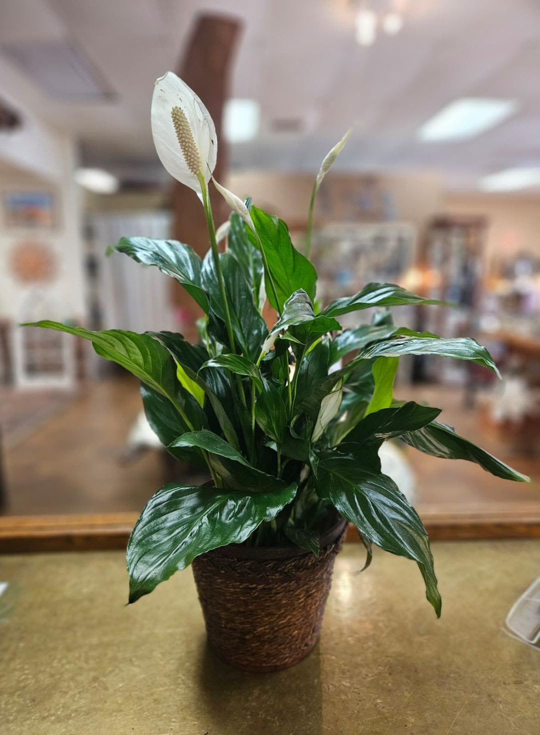 Potted peace lily with white blooms in a woven basket planter