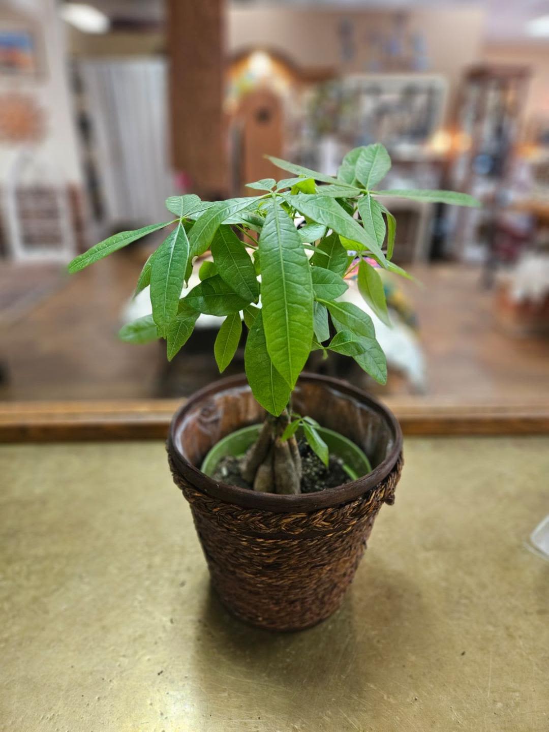 Small potted green houseplant in a woven basket-style container on a table