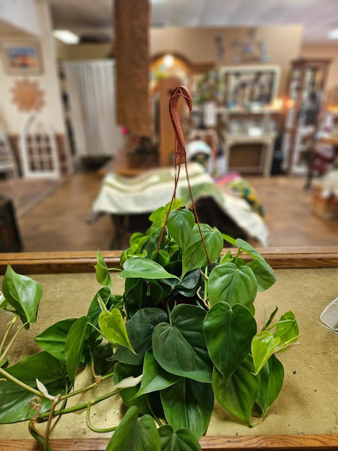 Trailing houseplant with heart-shaped green leaves in a brown hanging pot on a table.