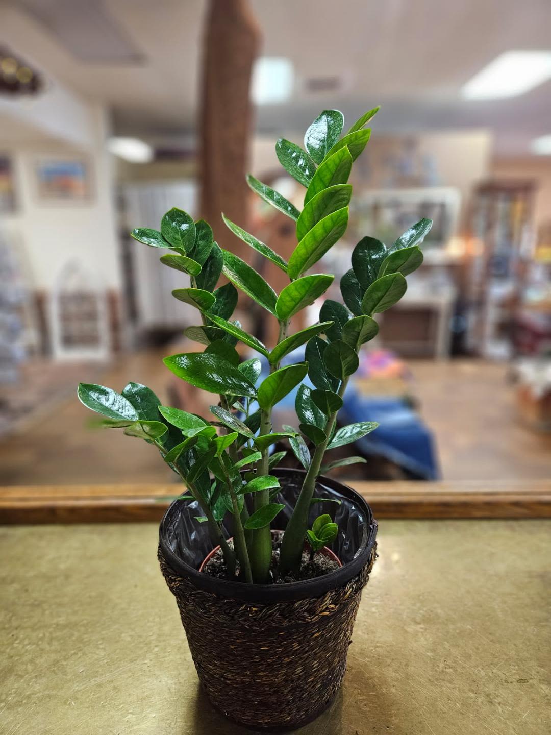 Potted houseplant with upright glossy green leaves in a woven brown container on a counter