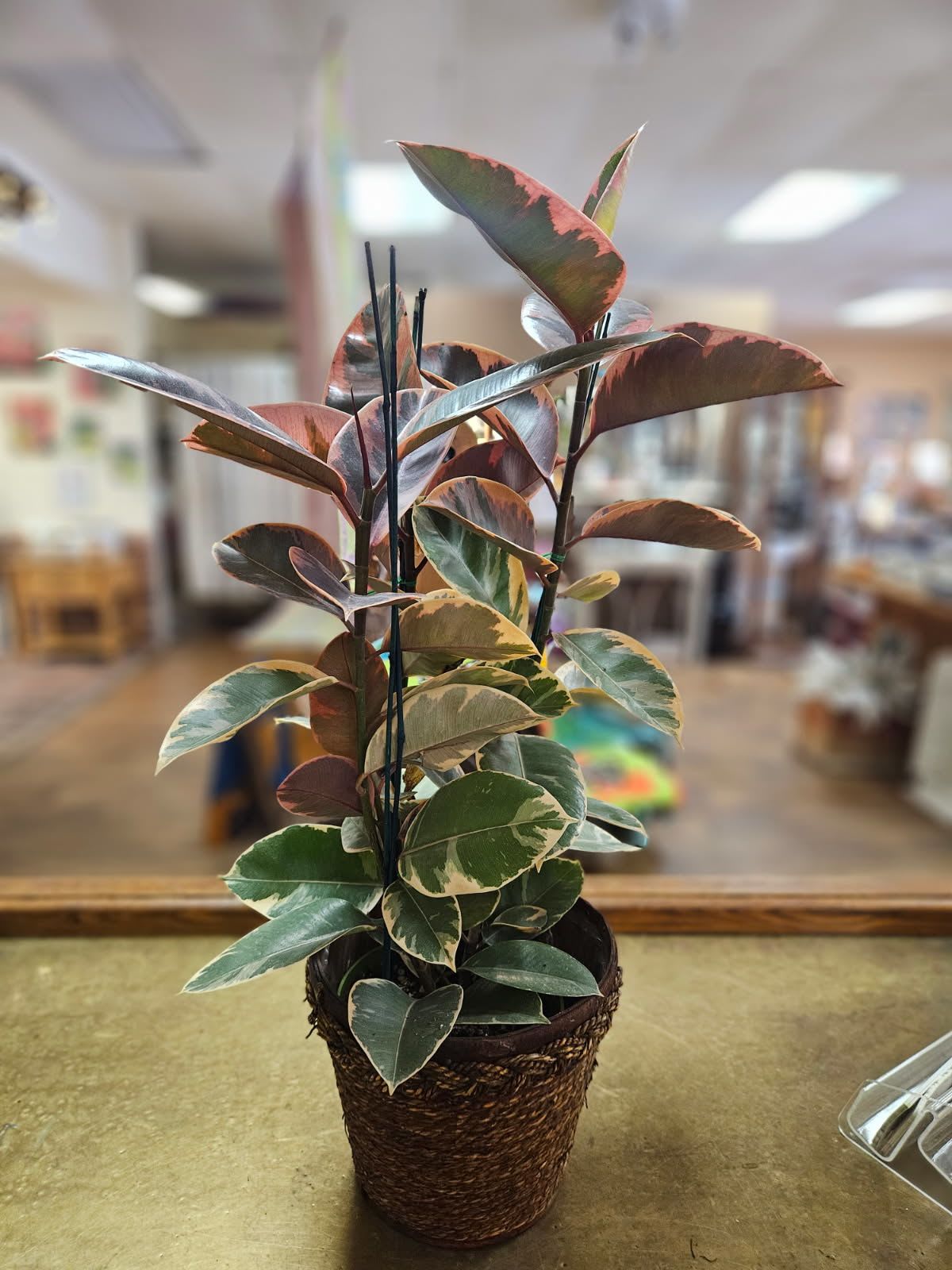 Potted variegated houseplant with green and pink leaves in a woven basket