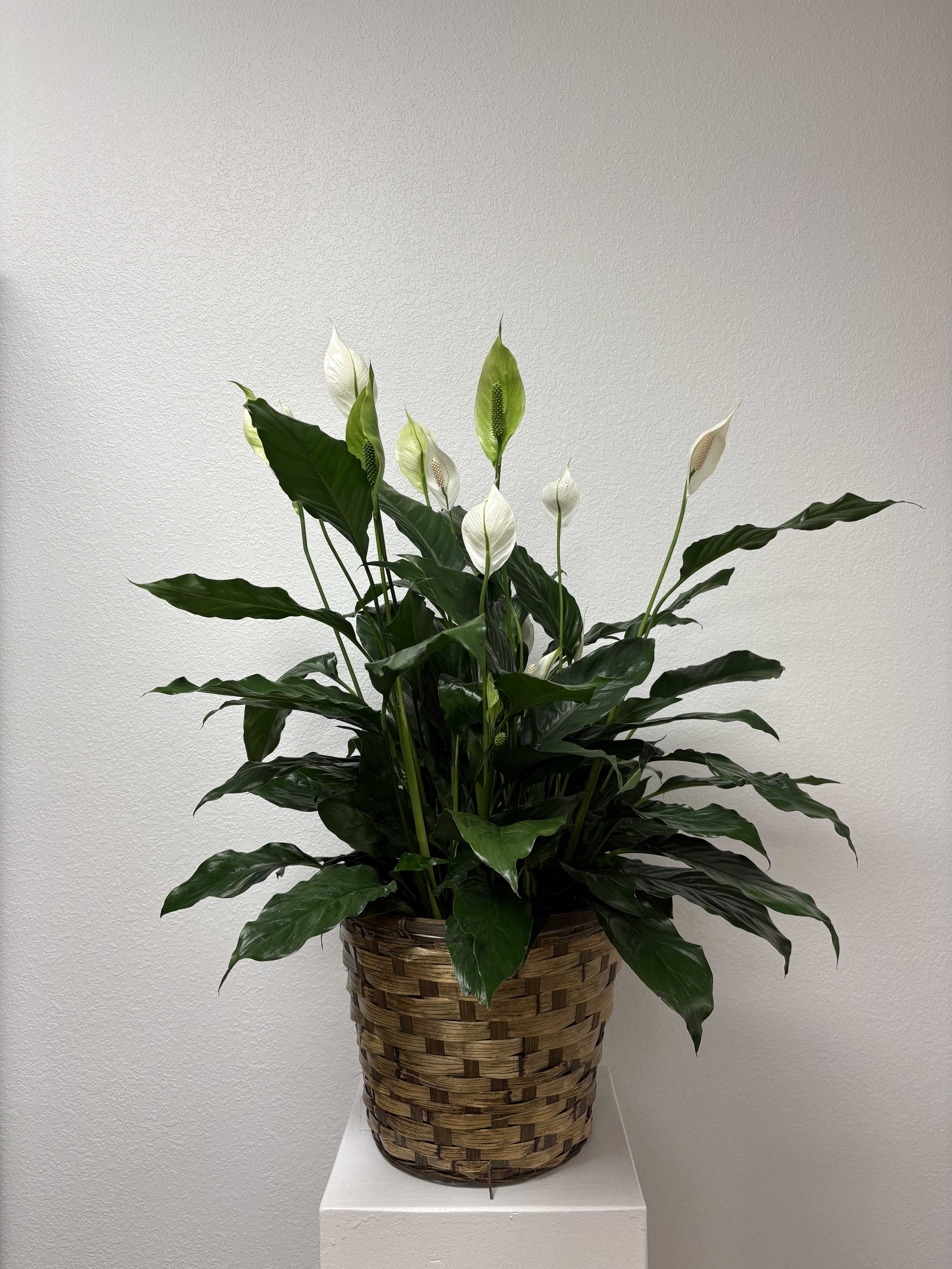 White peace lilies in a woven basket planter
