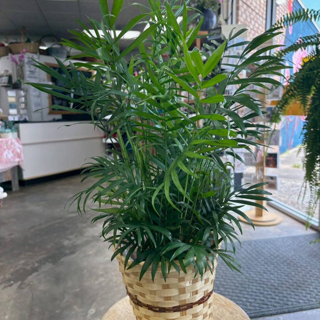 Potted palm plant in a woven basket container