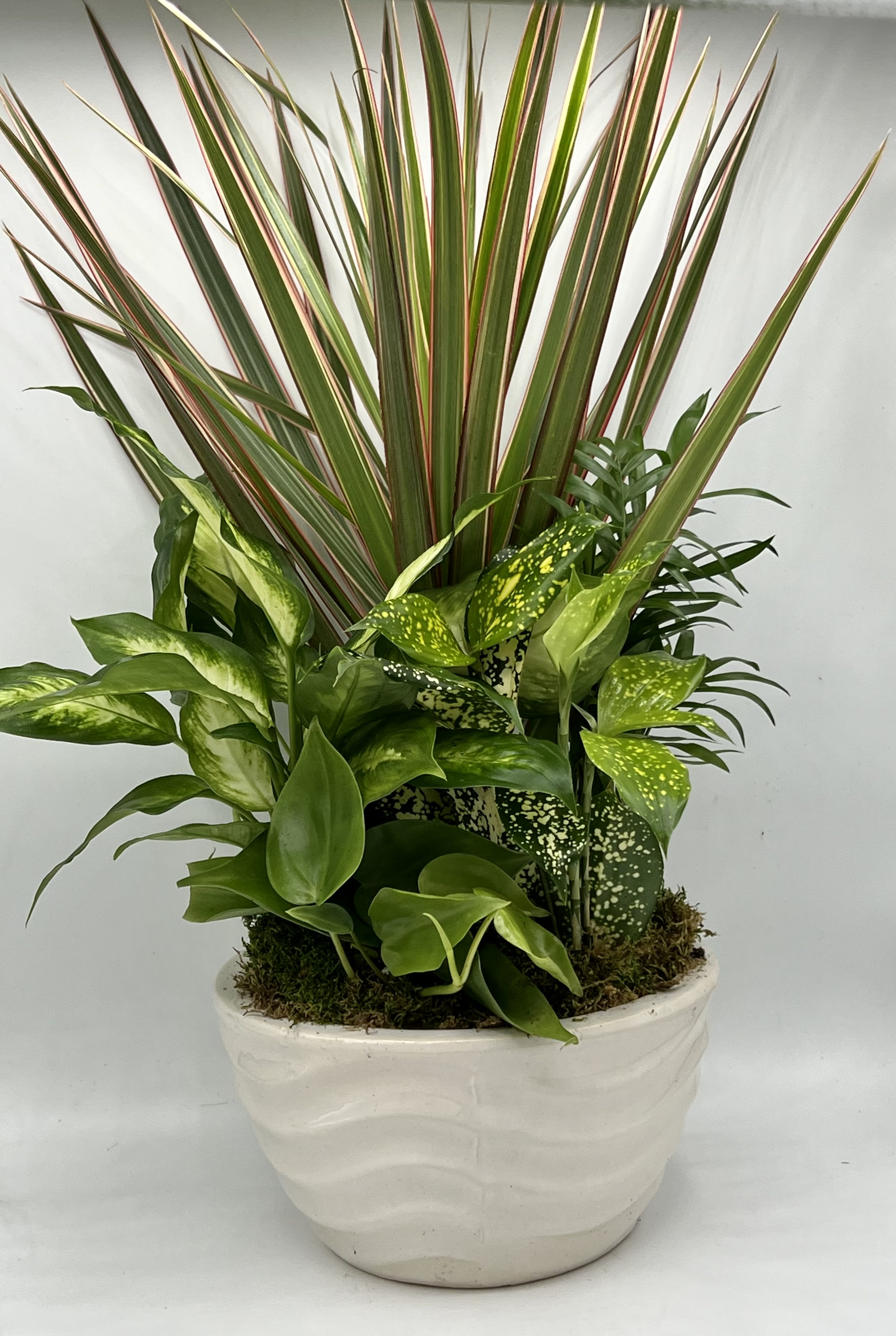 Mixed green houseplants in a white ceramic pot