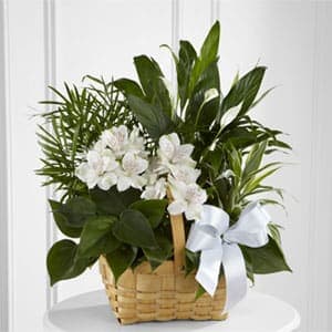 White orchid plant arrangement in a woven basket with a white ribbon