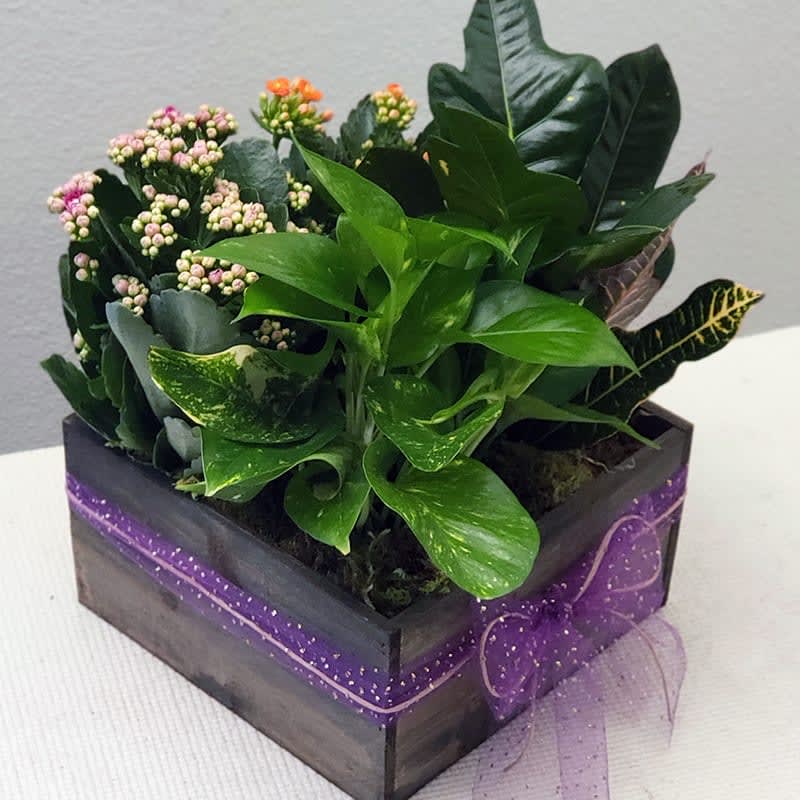 Garden Gift Box - Blooming and seasonal green plants are potted in a wooden gift box. Plants may change based on season and availability. APPROXIMATE SIZE:9x9 wooden box.