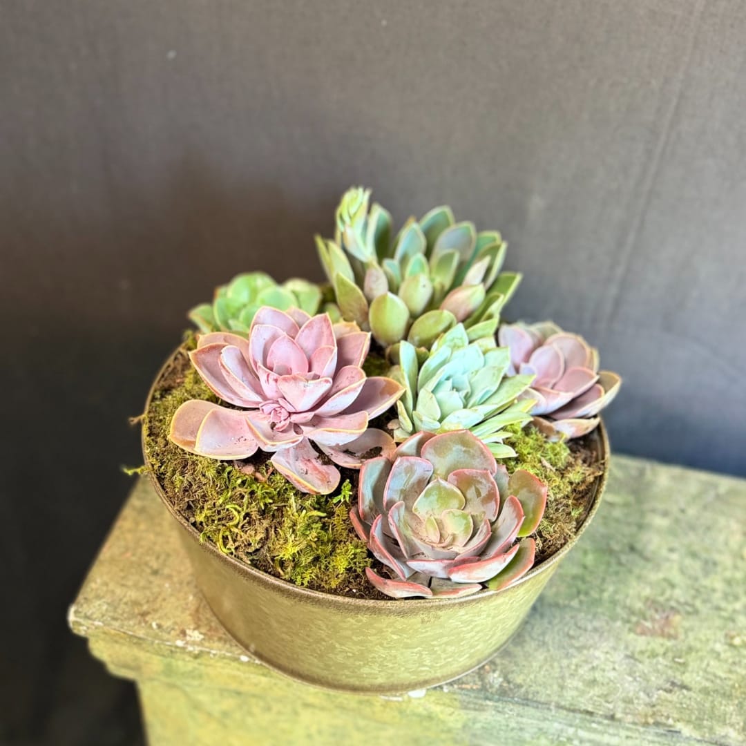 Round planter with pastel succulents and moss