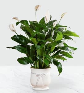 Comfort Planter XL - The 8" Comfort™ Planter offers unspoken words of hope and peace during this time of loss and sadness. Our stylish and sophisticated white ceramic planter holds an elegant peace lily plant which exhibits brilliant white tear-shaped blooms amongst dark green foliage for a simply beautiful effect. 