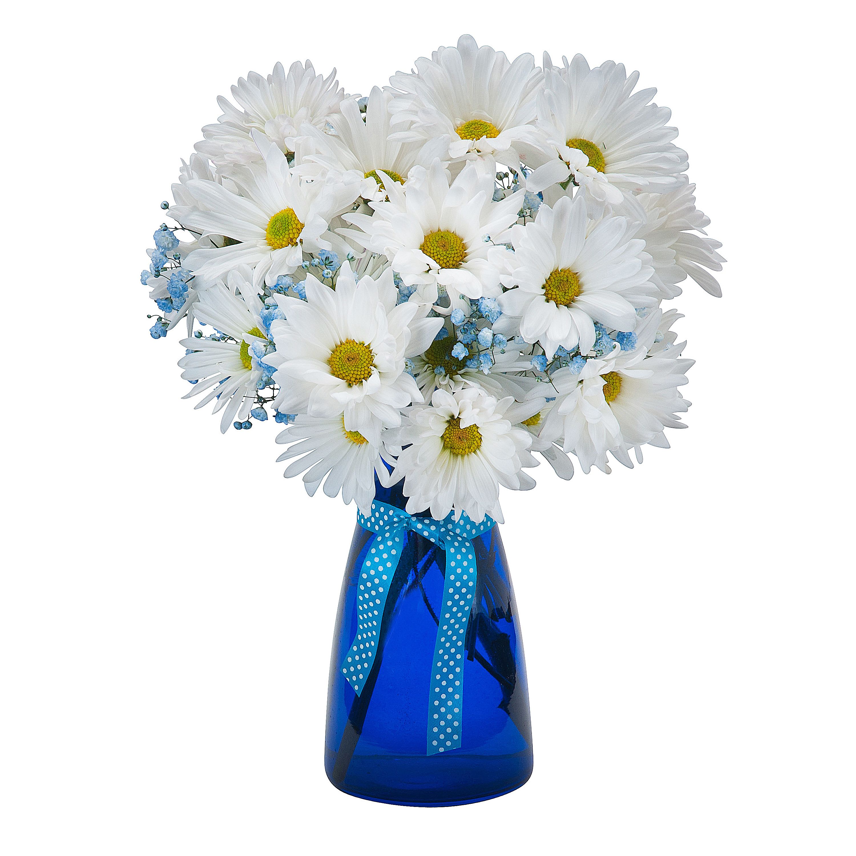 It's a boy!! - Daisies and blue baby’s breath in a cobalt blue vase accented with a pretty blue ribbon. Approximately 5"W X 9"H