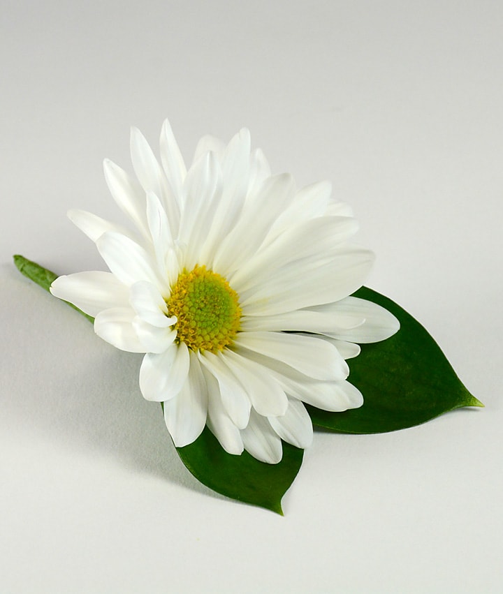 White daisy flower with two green leaves on a light background