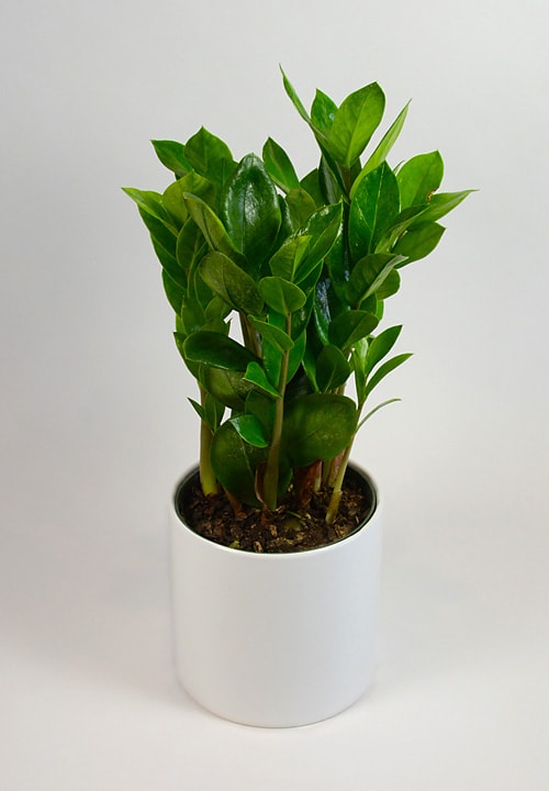 Potted green plant in a white cylindrical container