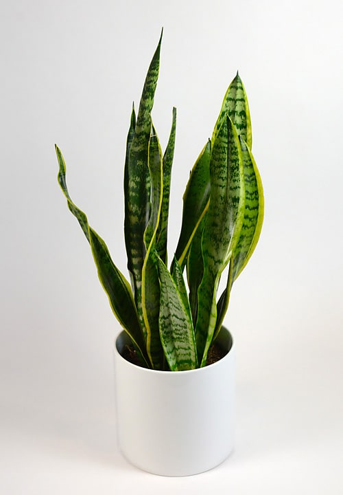 Potted snake plant in a white cylindrical planter