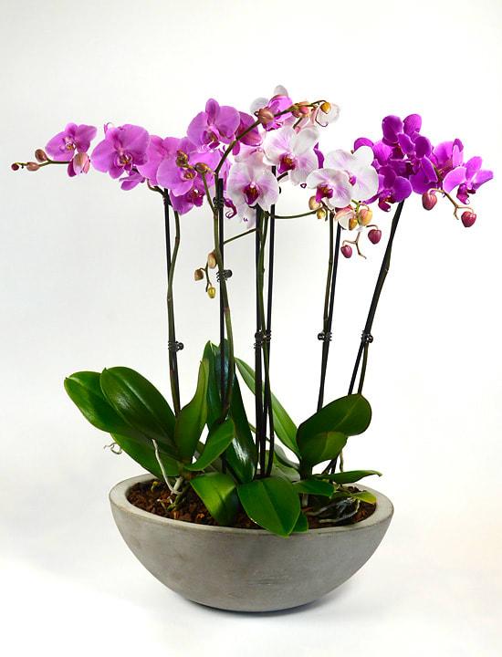 Potted orchids with pink, white, and purple blooms in a gray bowl planter