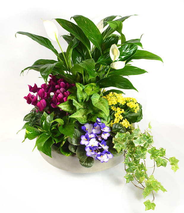 Mixed potted plants with white calla lilies and purple cyclamen in a bowl planter