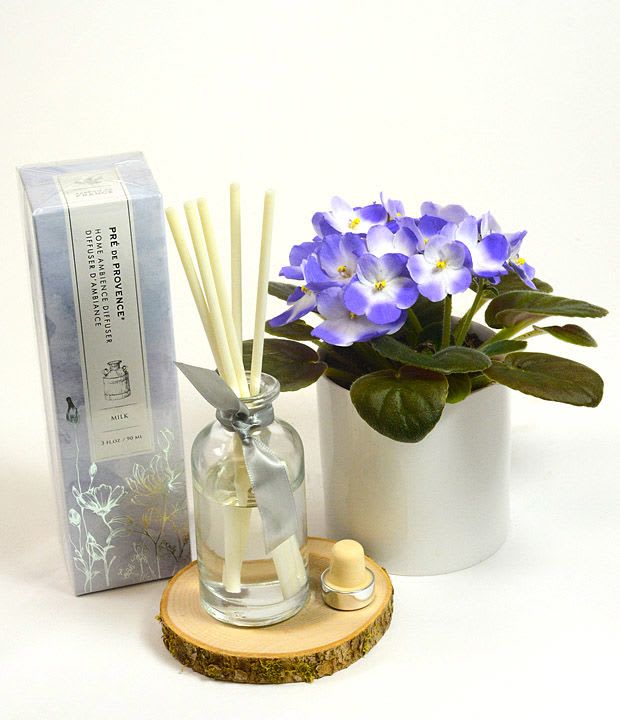 Potted purple African violet with a reed diffuser and small candle