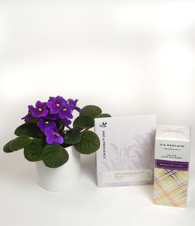 Purple potted African violet with a greeting card and reed diffuser box