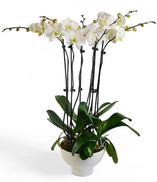White orchid plant in a white pot