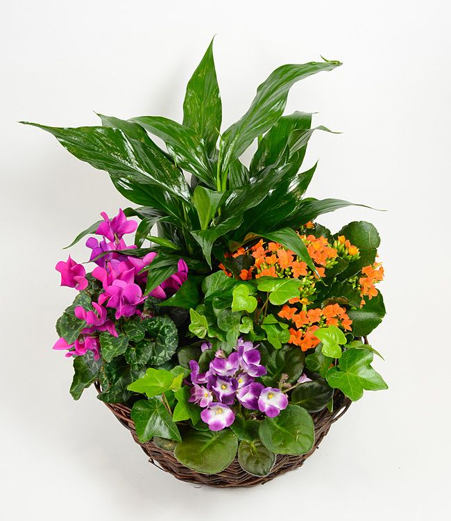 European Garden Savannah - Our combination of blooming and green plants look great, grow well together and enhance the home or office. The  plants change based on the season, but always fresh, in bloom and colorful.