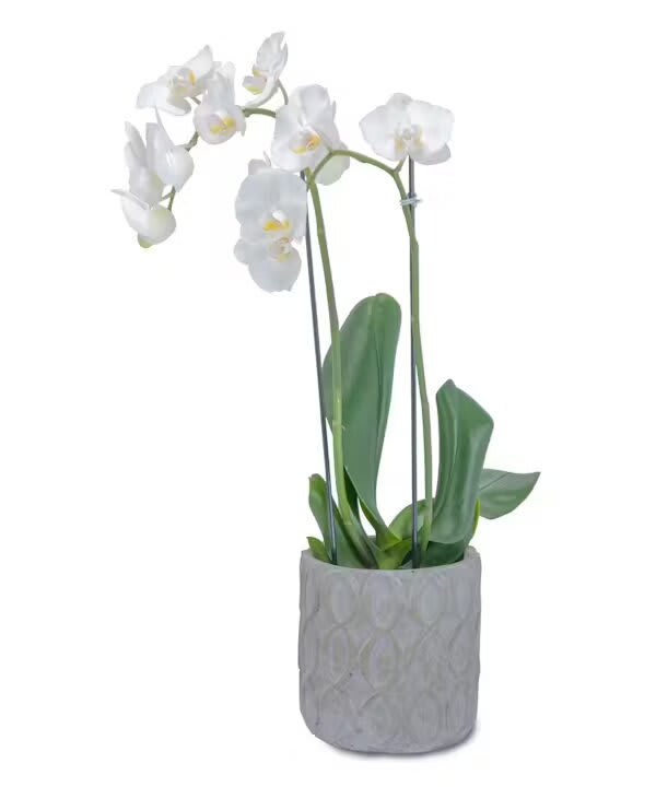 WHITE ELEGANCE ORCHID - Elegant white orchid plant in this designer container are a beauty!  