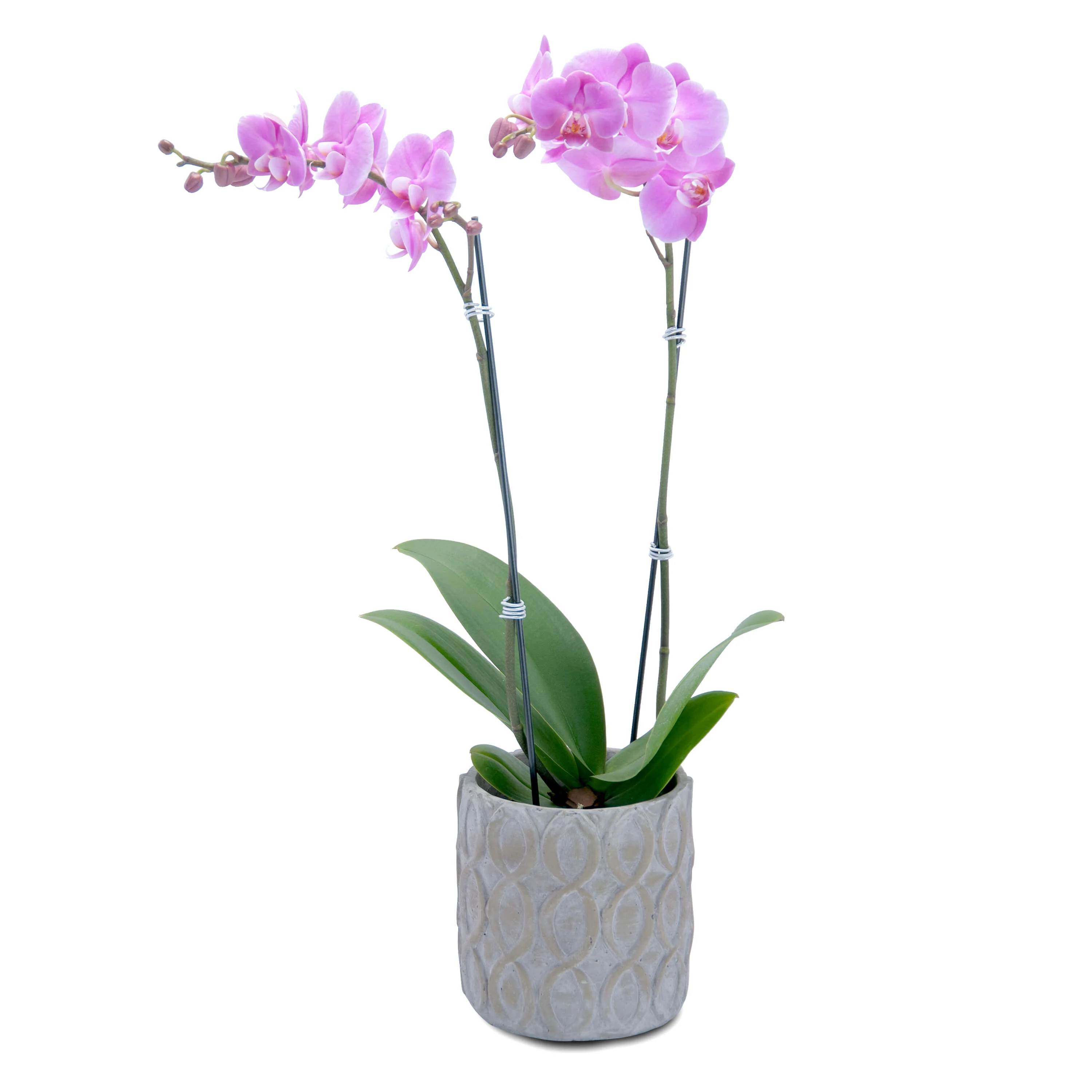 Purple Orchid plant  - Elegant purple orchid plant in a designer container with added succulents for a rare beauty!