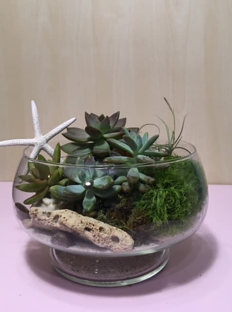 Sea Garden - Succulents, Air Plants in 8" Bawl vase