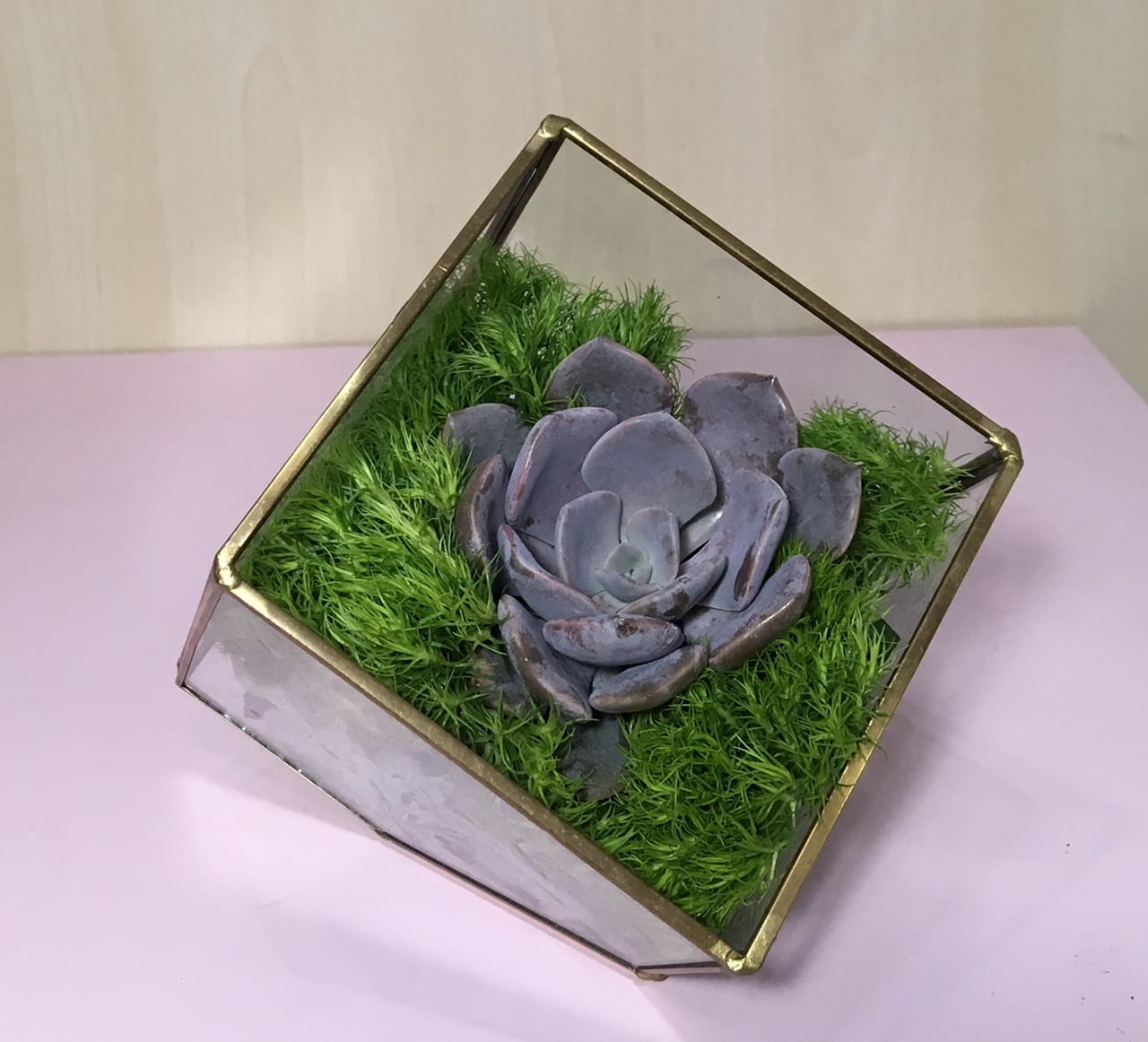 Love Cube ... Solo 5" - Succulent , Dianthus in  glass cube 
