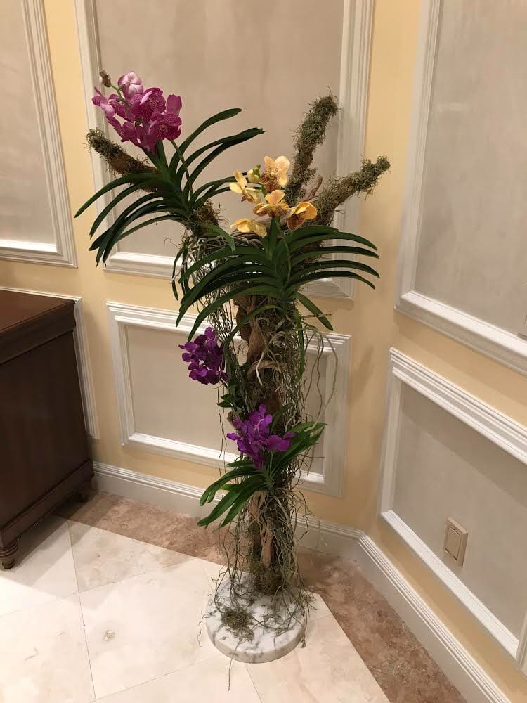 Live Orchid Tree (event) - Orchid plants , driftwood, 5-6 feet tall (  preorder ten days before delivery )