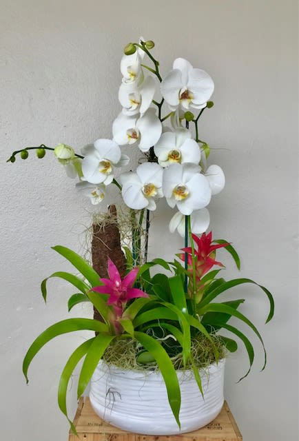 Pearls in the Garden  - Orchid plants, Bromeliad plants in ceramic container 