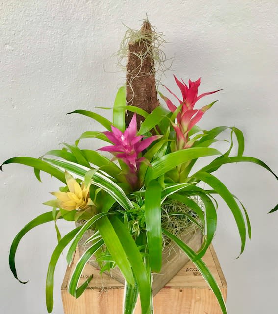 Bromeliad Garden  - Bromeliad plants in wooden box 