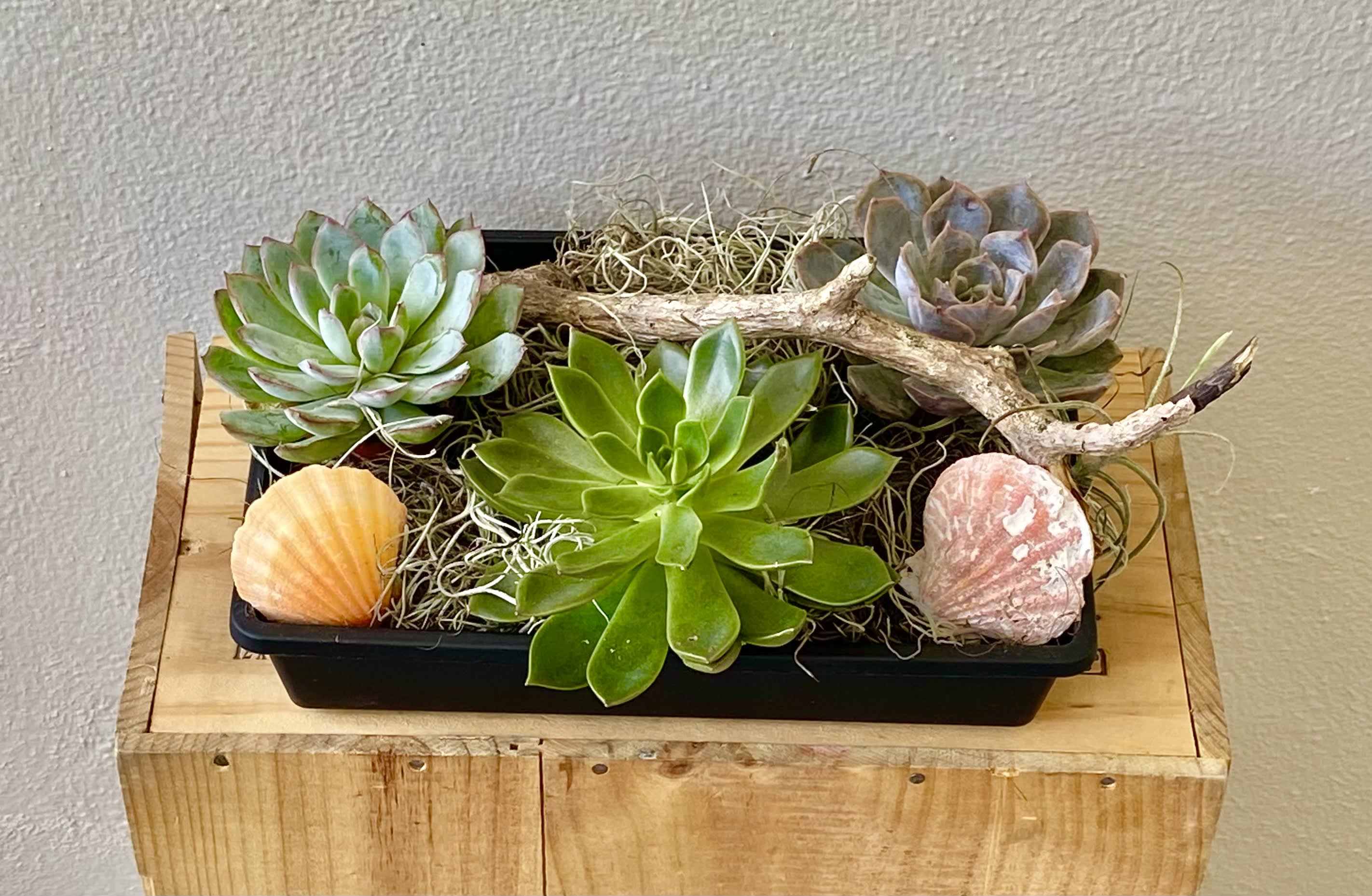 Sea Succulents - Succulents in plastic container. 