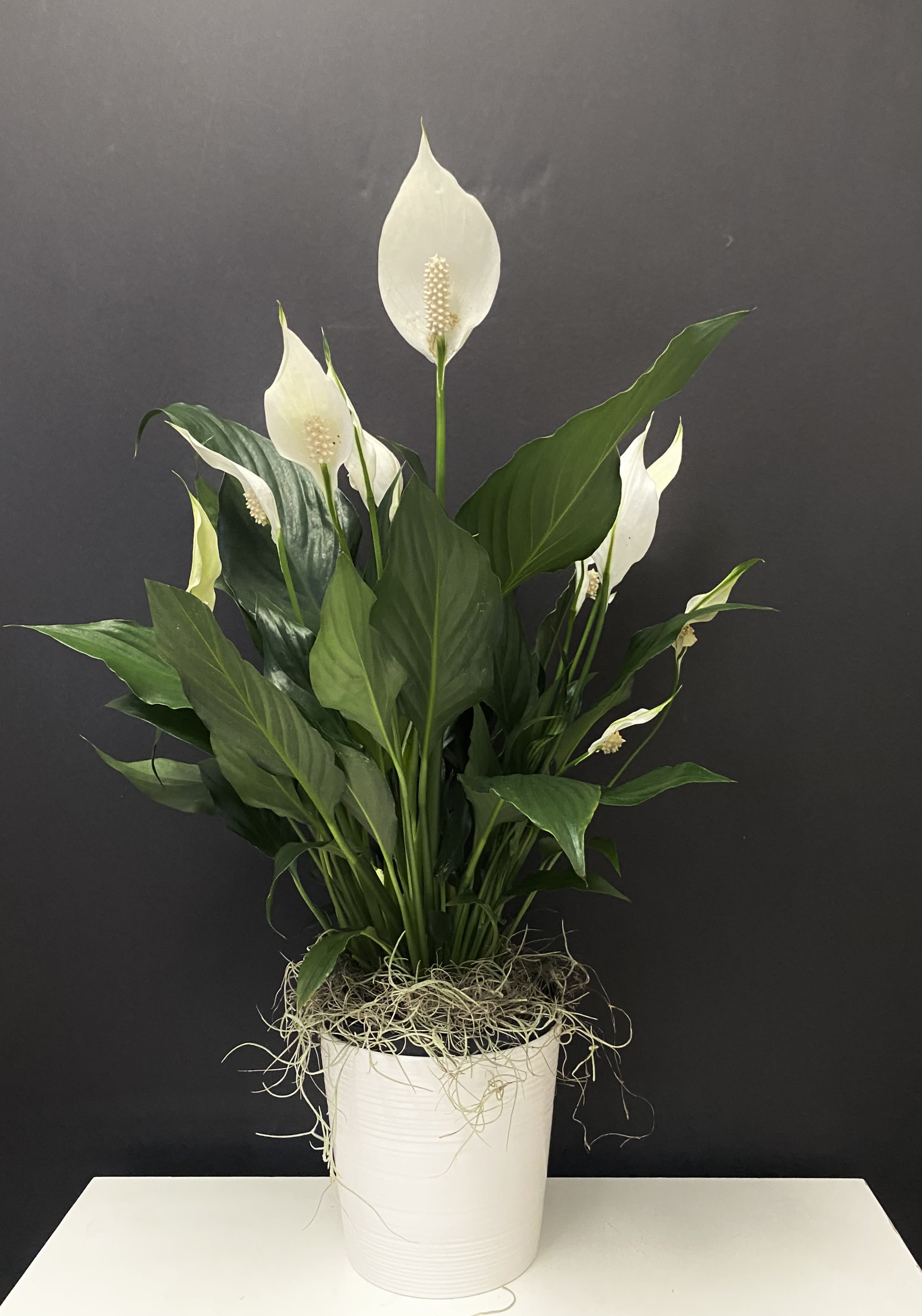 Peace Lily  - Peace Lily plant in ceramic pot 