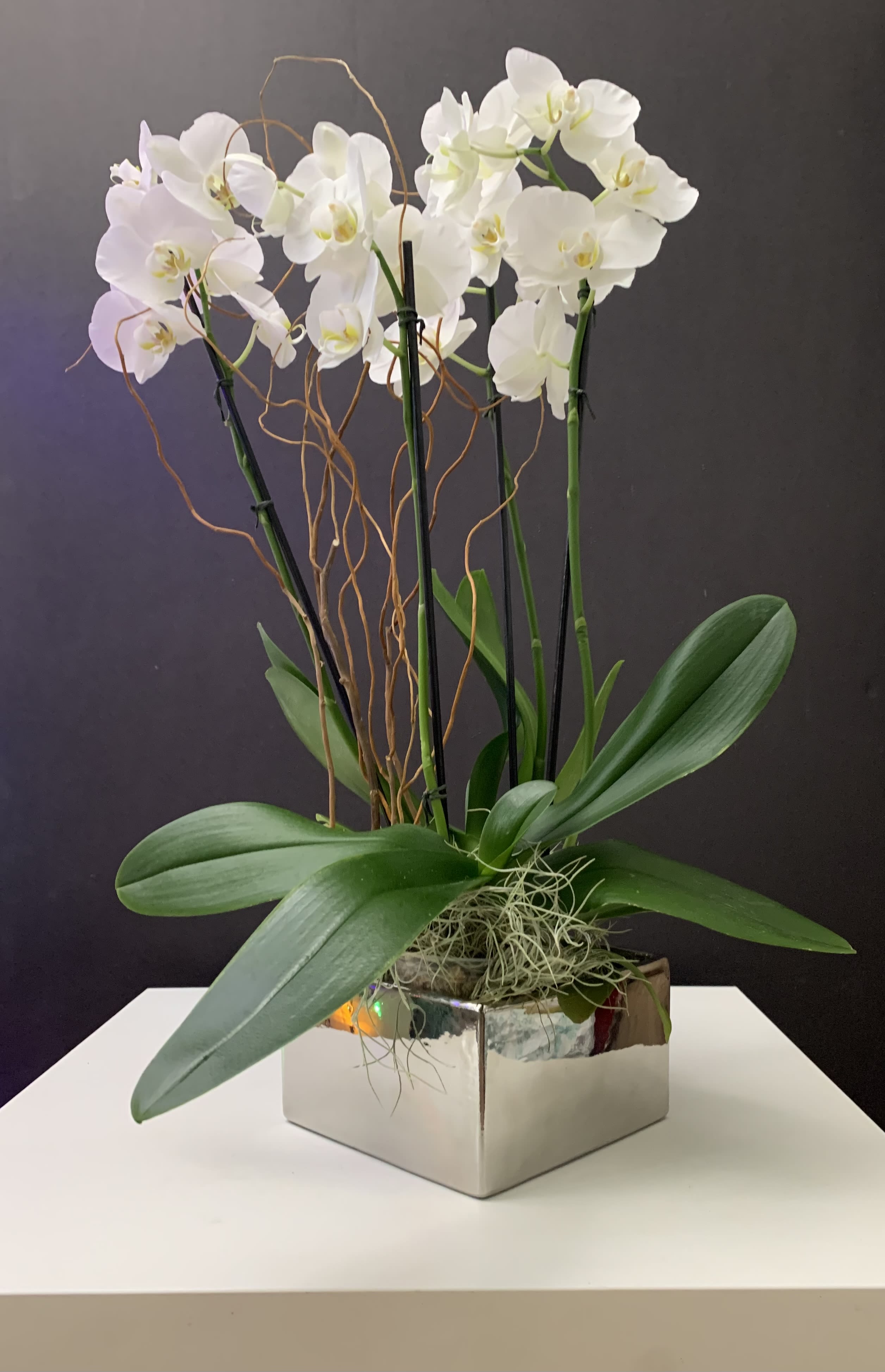 Orchid Plants in Silver  - Orchid plants in silver container 