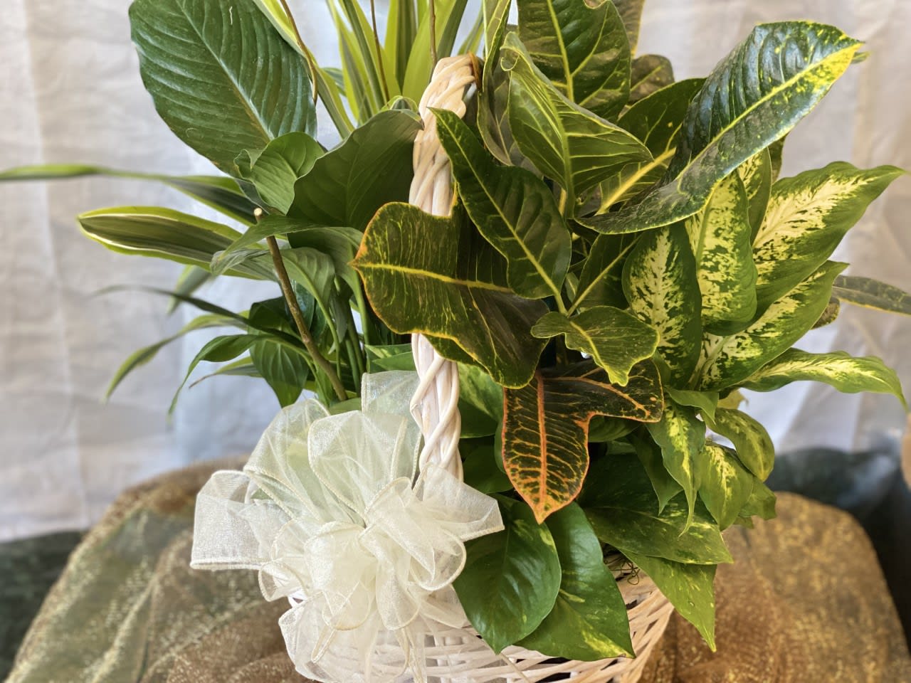 Mixed green houseplants in a white wicker basket with a white bow