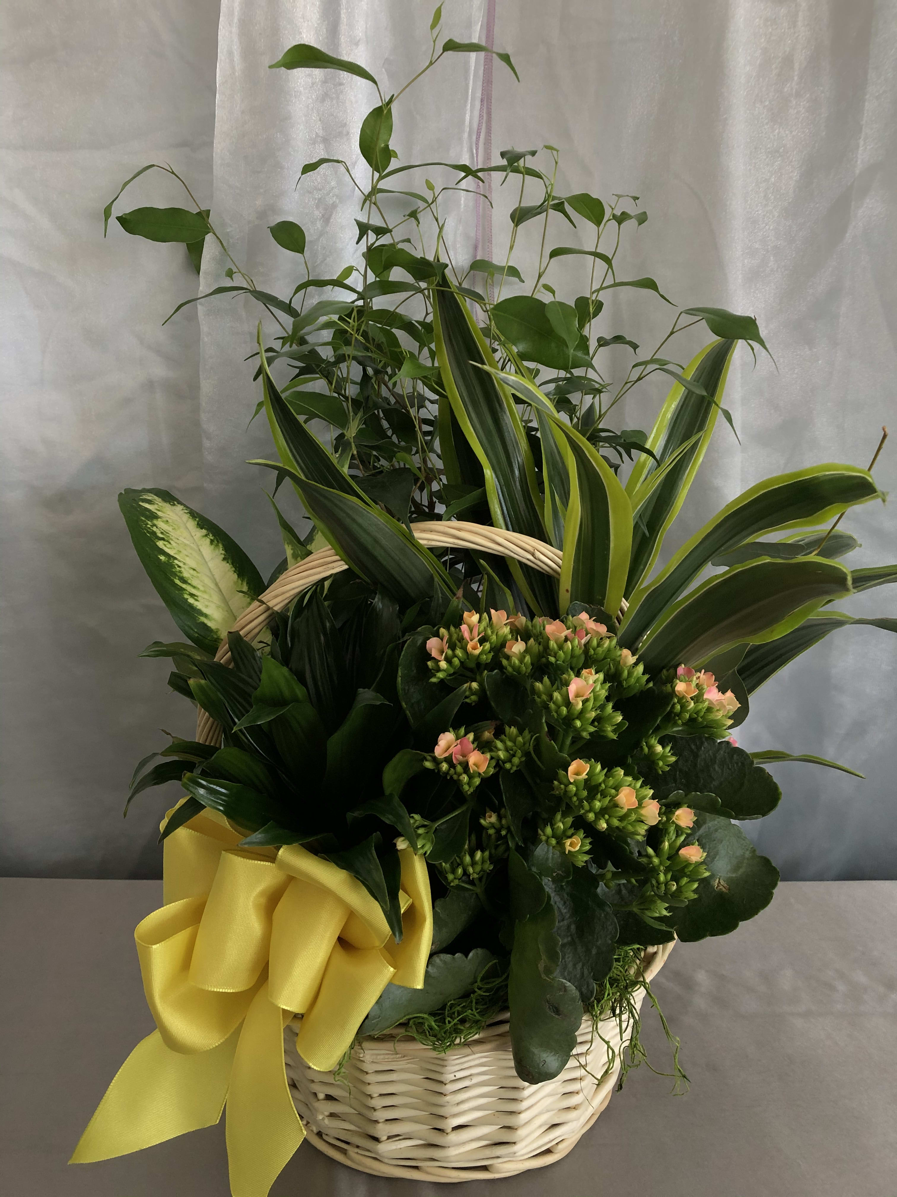 Basket arrangement with green plants, peach flowers, and a yellow ribbon