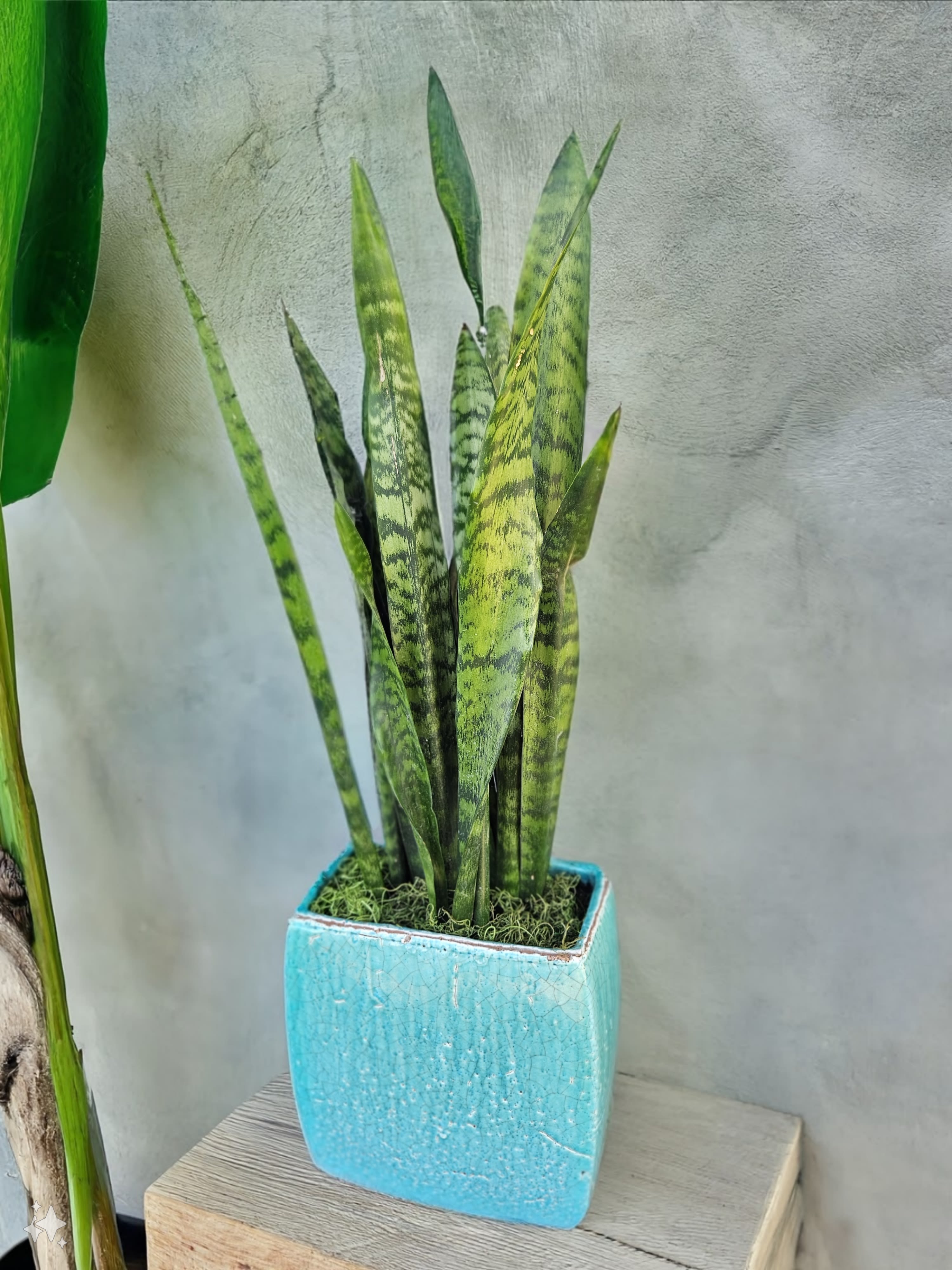 Potted snake plant in a turquoise square ceramic planter