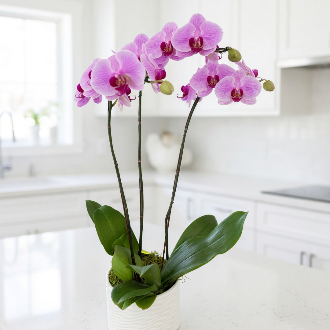 Pink orchids in a white ceramic pot on a kitchen counter