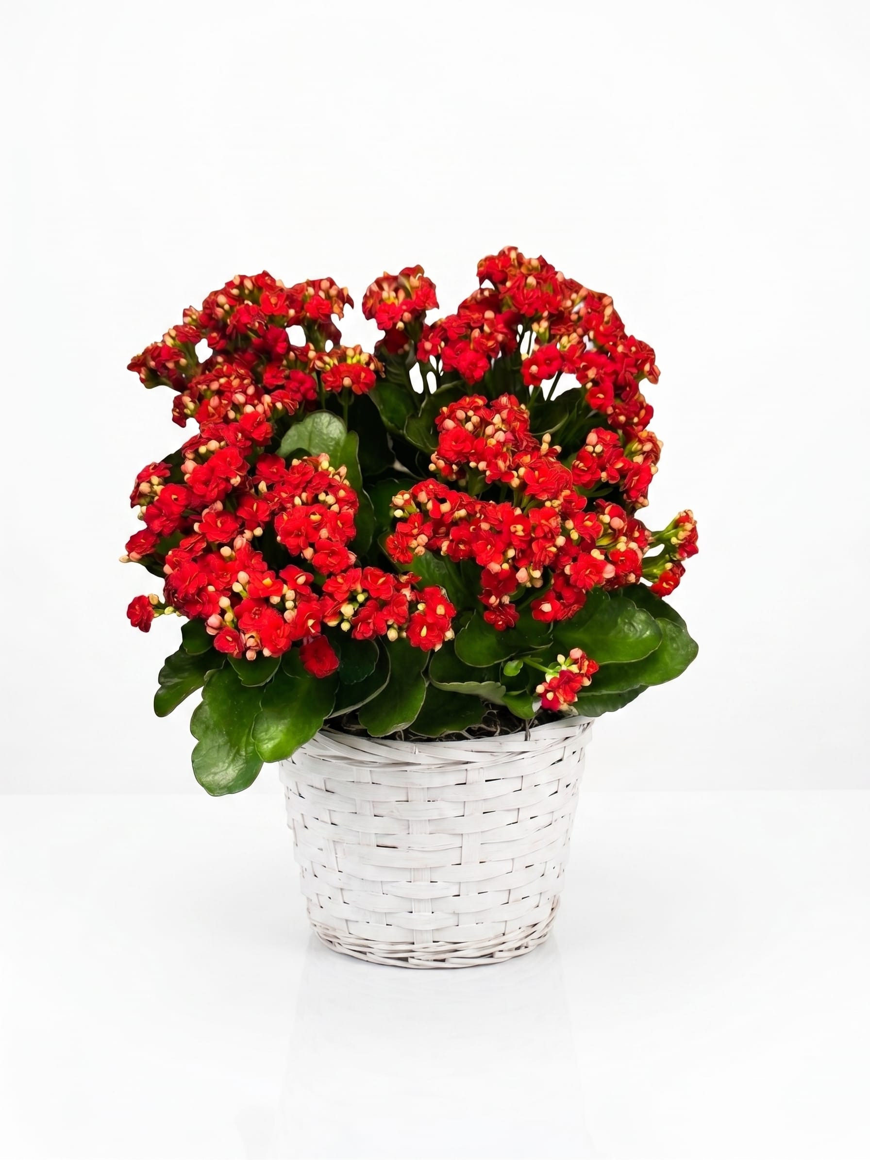 Red flowering plant in a white woven basket planter