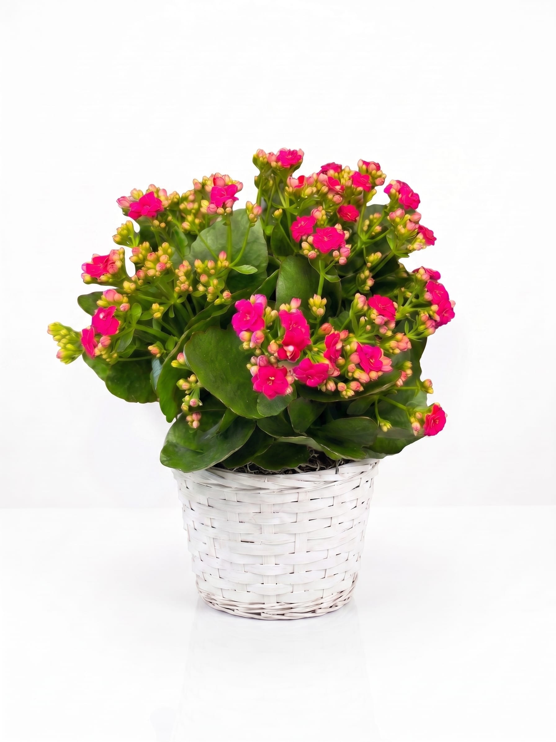 Pink flowering plant in a white woven basket planter
