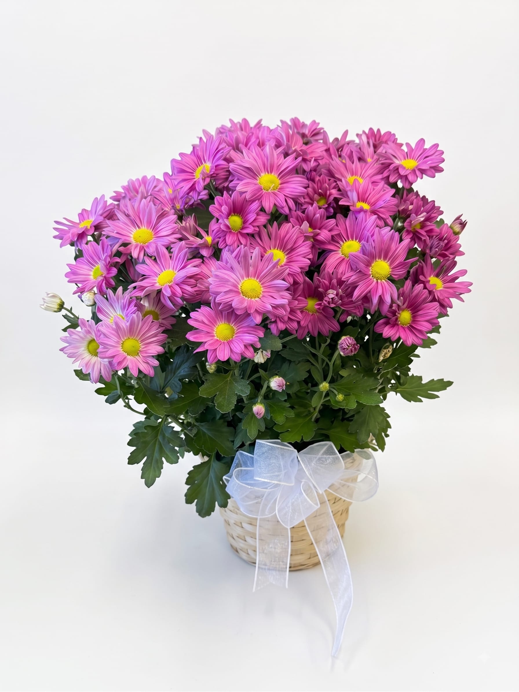Pink daisy bouquet in a woven basket with a white ribbon